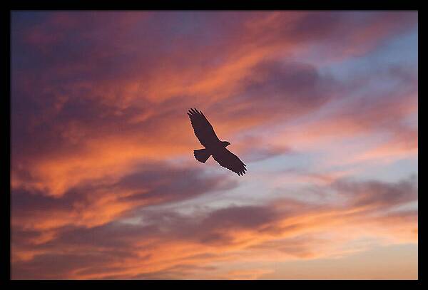 Hawk Silhouetted Against Dramatic Sunset