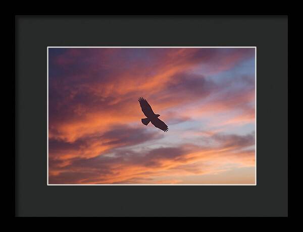 Hawk Silhouetted Against Dramatic Sunset