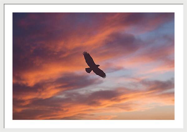 Hawk Silhouetted Against Dramatic Sunset