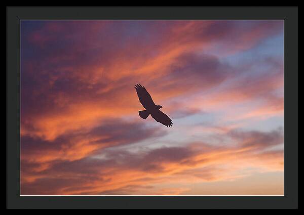 Hawk Silhouetted Against Dramatic Sunset