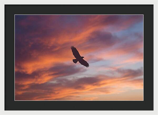 Hawk Silhouetted Against Dramatic Sunset