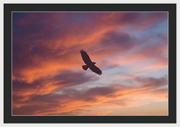 Hawk Silhouetted Against Dramatic Sunset