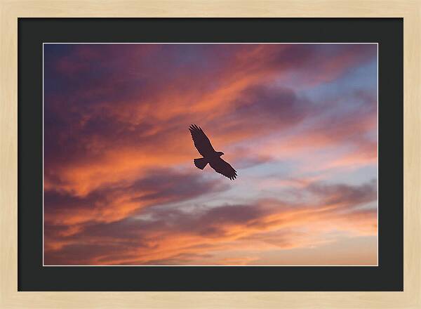 Hawk Silhouetted Against Dramatic Sunset