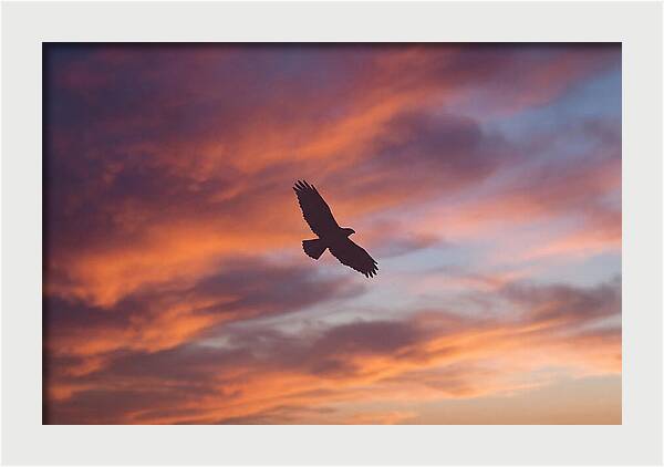 Hawk Silhouetted Against Dramatic Sunset