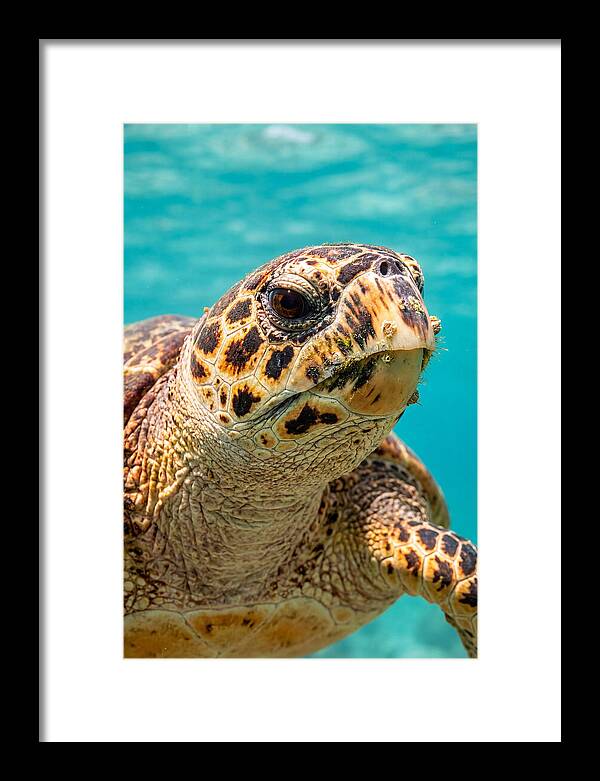Hawksbill Sea Turtle Closeup