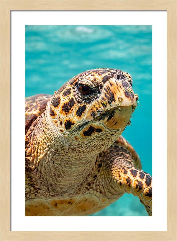 Hawksbill Sea Turtle Closeup