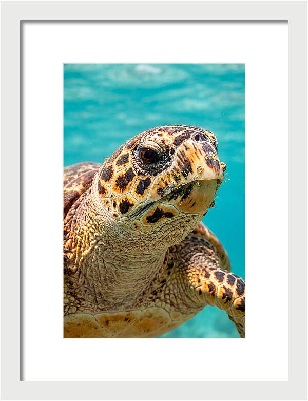 Hawksbill Sea Turtle Closeup
