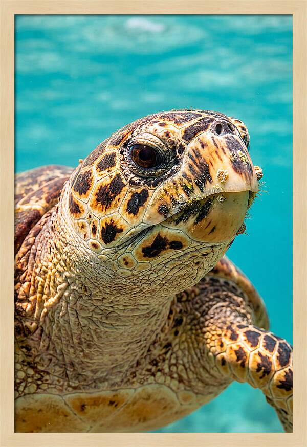 Hawksbill Sea Turtle Closeup