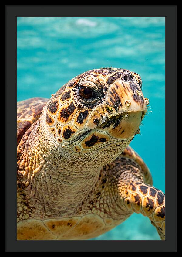 Hawksbill Sea Turtle Closeup