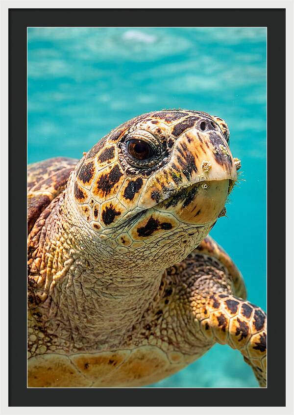 Hawksbill Sea Turtle Closeup