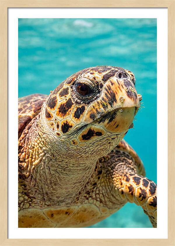 Hawksbill Sea Turtle Closeup