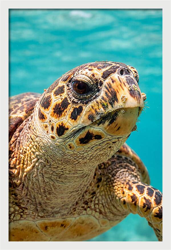 Hawksbill Sea Turtle Closeup