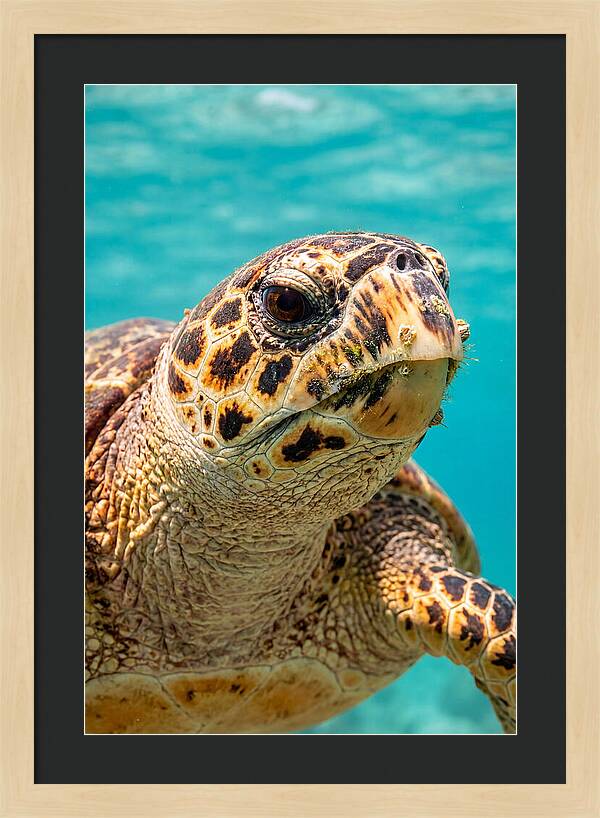 Hawksbill Sea Turtle Closeup