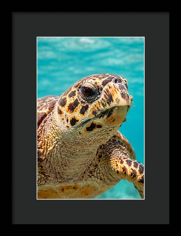 Hawksbill Sea Turtle Closeup