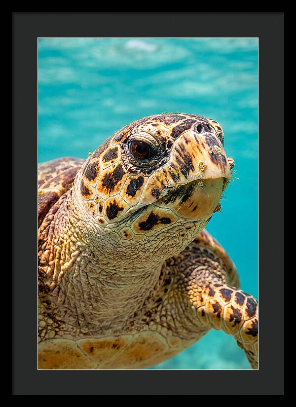 Hawksbill Sea Turtle Closeup