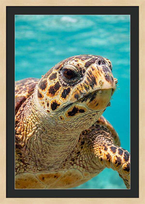 Hawksbill Sea Turtle Closeup