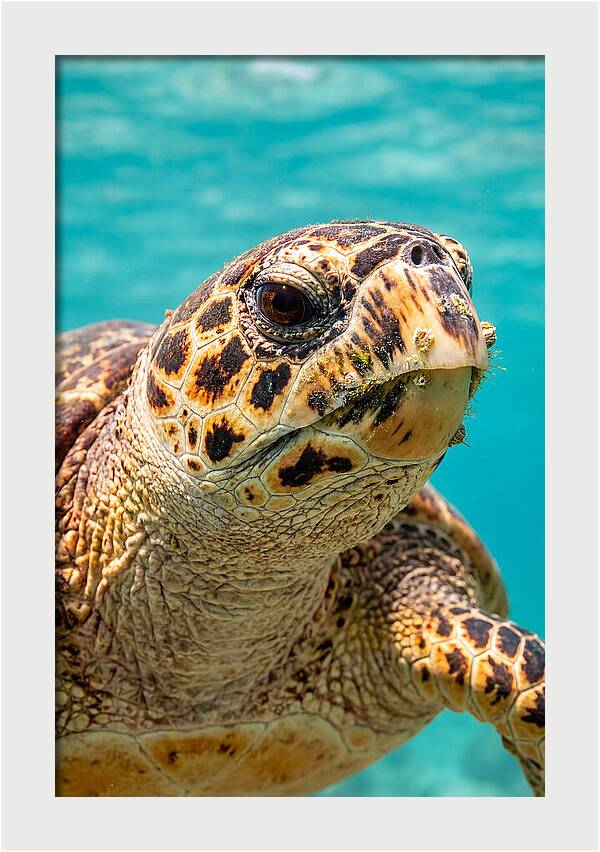 Hawksbill Sea Turtle Closeup