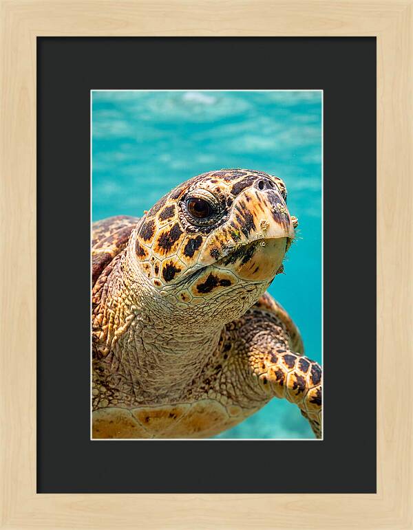 Hawksbill Sea Turtle Closeup