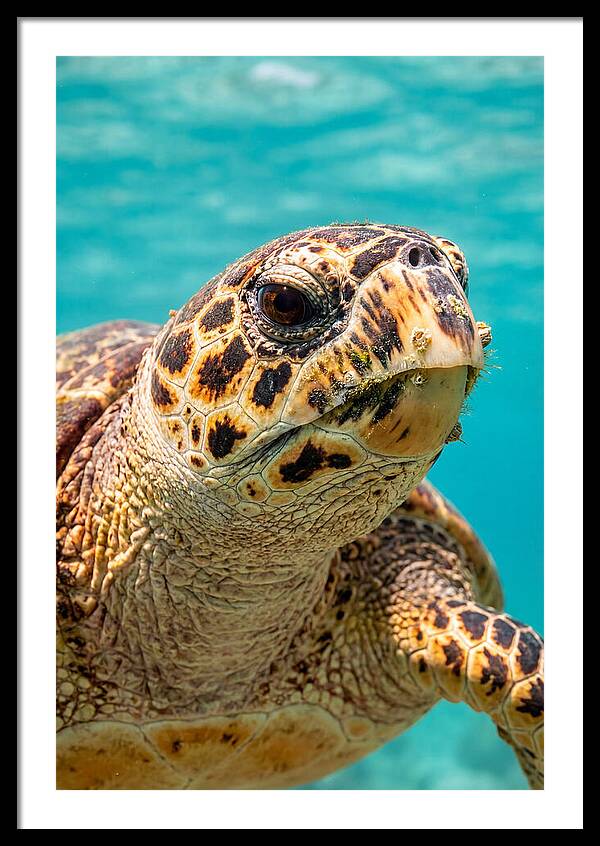 Hawksbill Sea Turtle Closeup
