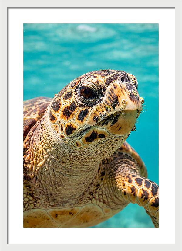 Hawksbill Sea Turtle Closeup