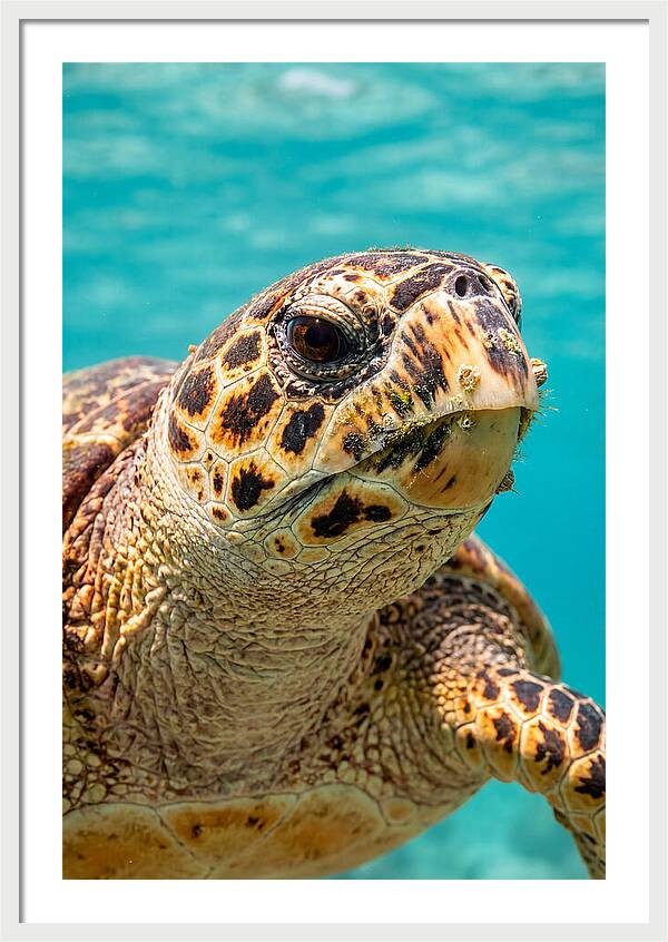 Hawksbill Sea Turtle Closeup