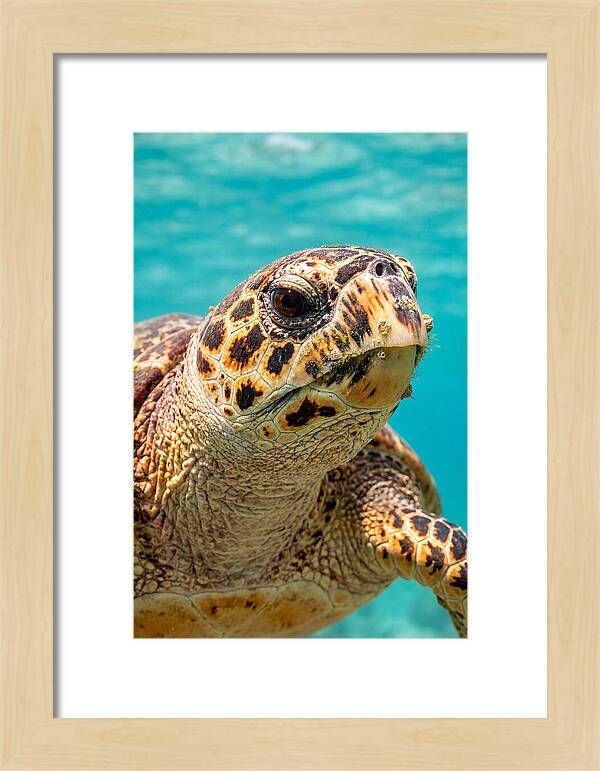 Hawksbill Sea Turtle Closeup