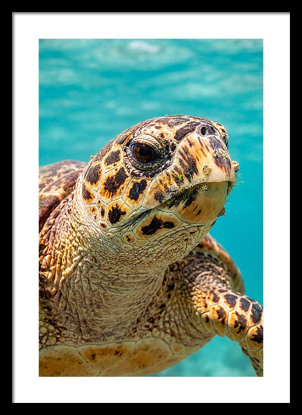 Hawksbill Sea Turtle Closeup
