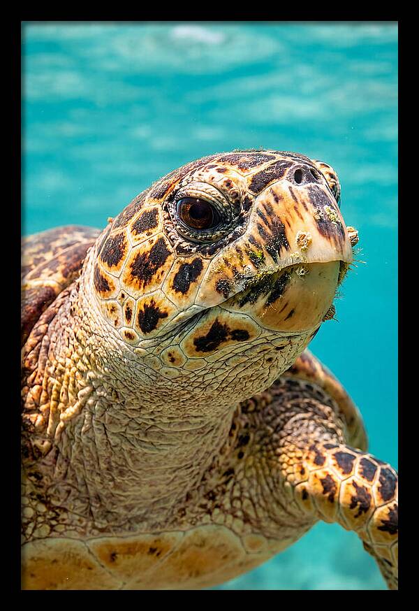 Hawksbill Sea Turtle Closeup