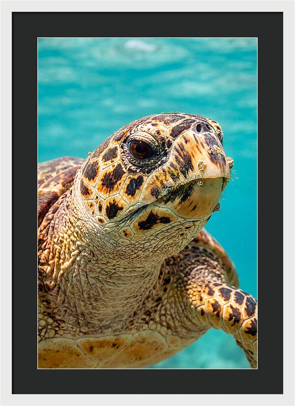 Hawksbill Sea Turtle Closeup