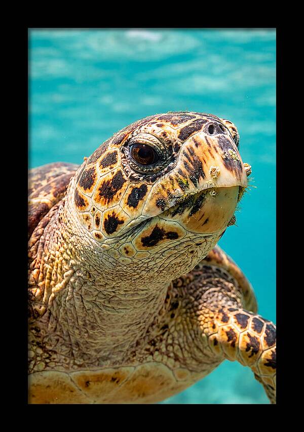 Hawksbill Sea Turtle Closeup