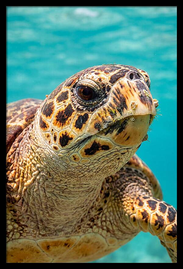 Hawksbill Sea Turtle Closeup