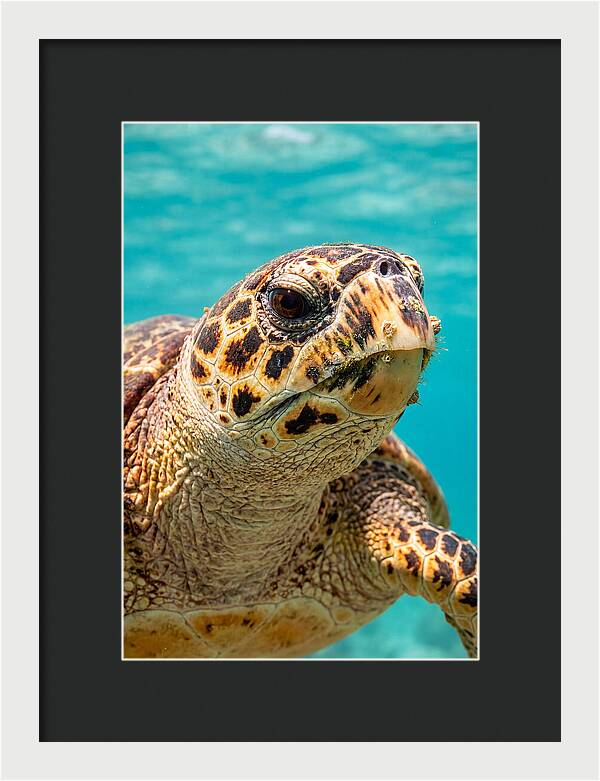 Hawksbill Sea Turtle Closeup