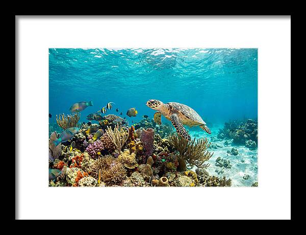 Hawksbill Sea Turtle Serenity