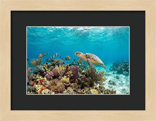 Hawksbill Sea Turtle Serenity