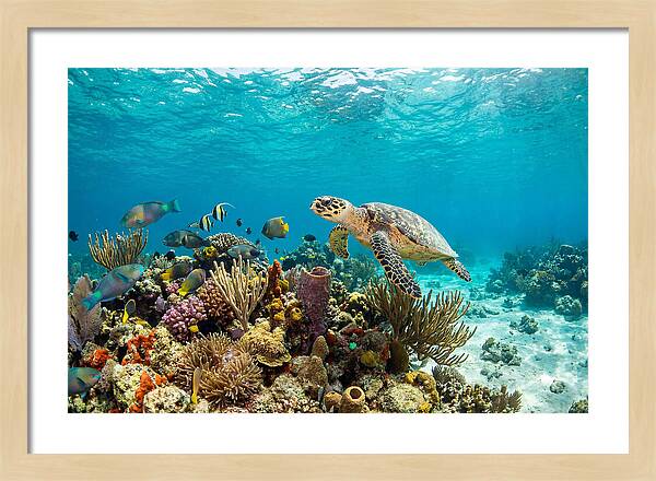 Hawksbill Sea Turtle Serenity
