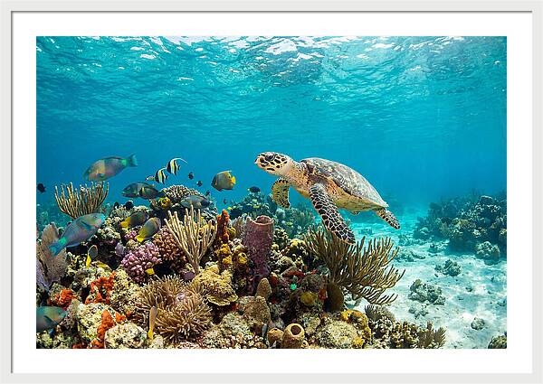 Hawksbill Sea Turtle Serenity