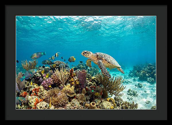 Hawksbill Sea Turtle Serenity