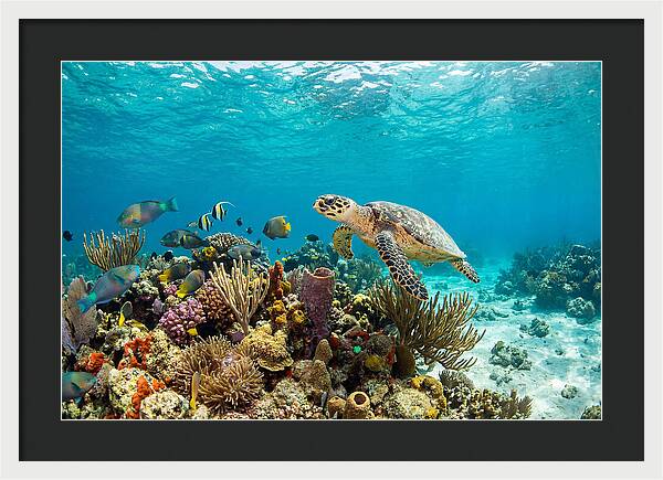 Hawksbill Sea Turtle Serenity