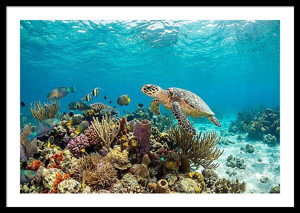 Hawksbill Sea Turtle Serenity