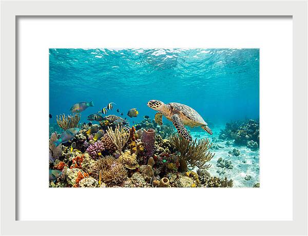 Hawksbill Sea Turtle Serenity