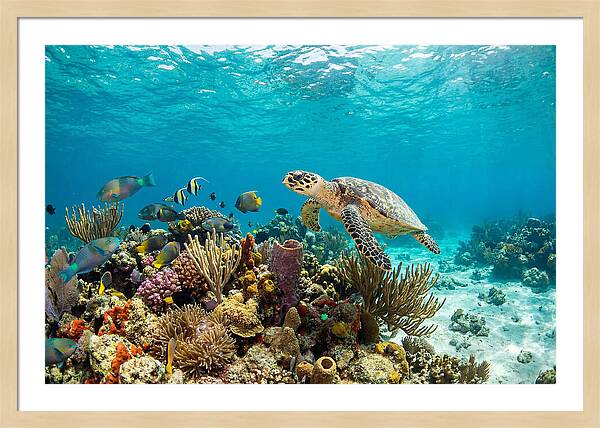 Hawksbill Sea Turtle Serenity