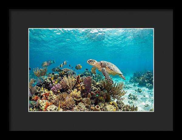Hawksbill Sea Turtle Serenity