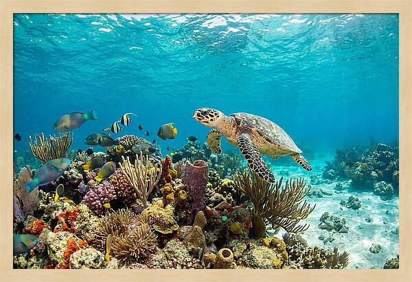 Hawksbill Sea Turtle Serenity