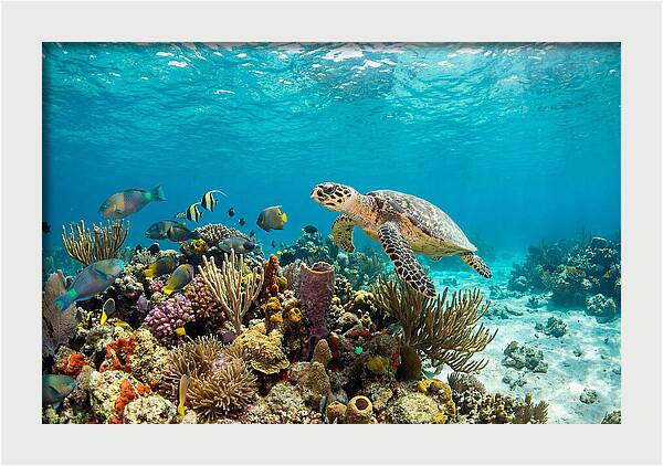 Hawksbill Sea Turtle Serenity