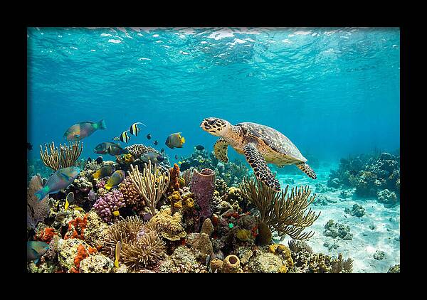 Hawksbill Sea Turtle Serenity
