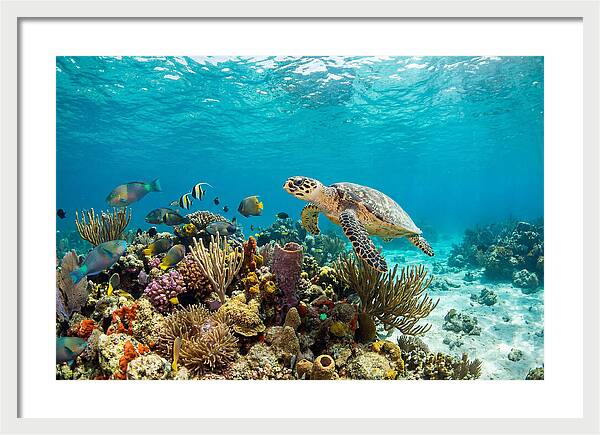 Hawksbill Sea Turtle Serenity