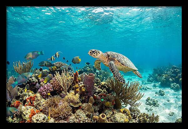 Hawksbill Sea Turtle Serenity