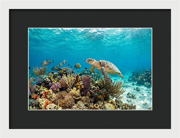 Hawksbill Sea Turtle Serenity