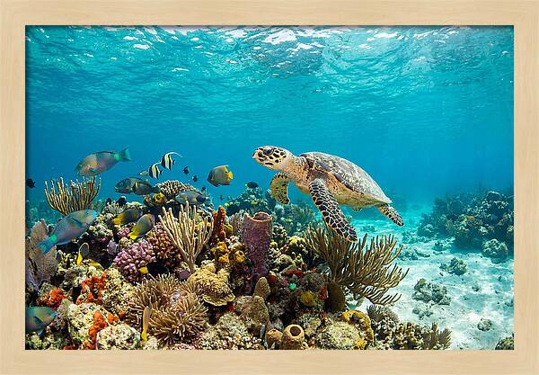 Hawksbill Sea Turtle Serenity
