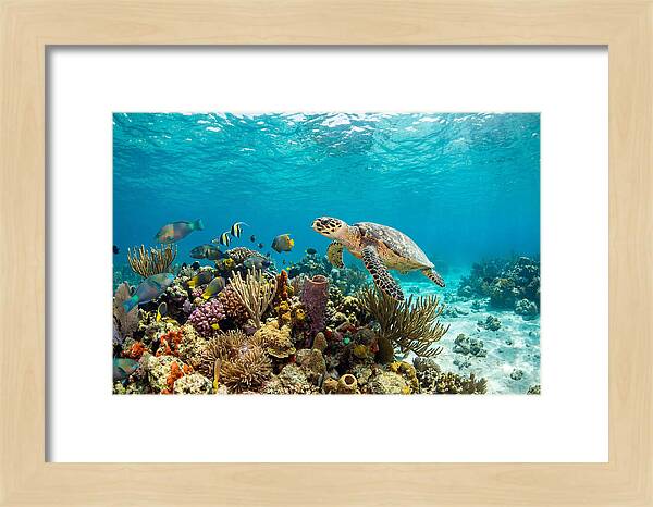 Hawksbill Sea Turtle Serenity